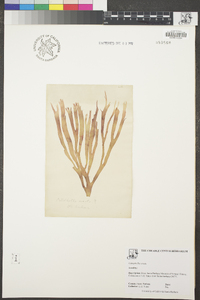 Callophyllis ornata image
