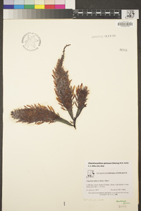 Chondracanthus spinosus image