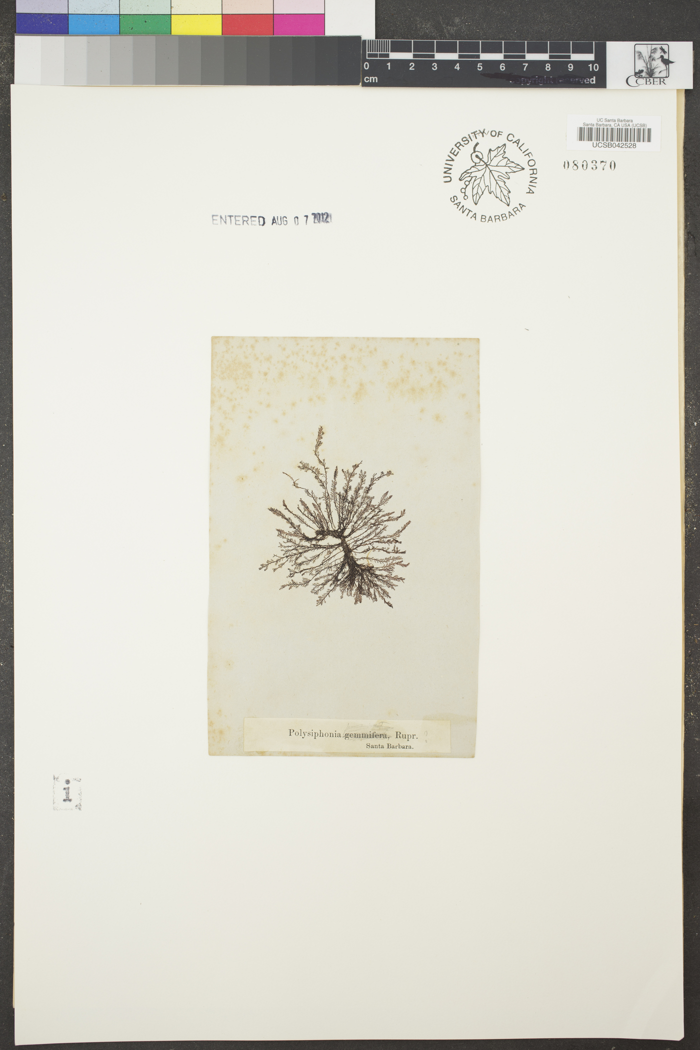 Polysiphonia gemmifera image
