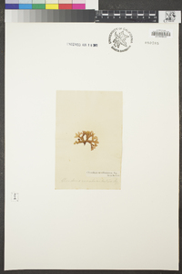 Chondrus canaliculatus image