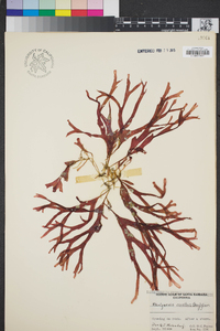 Rhodymenia corallina image