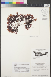Mastocarpus papillatus image