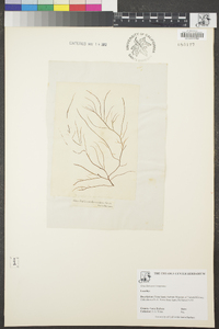 Gracilariopsis longissima image