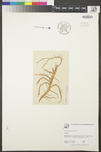 Helminthocladia calvadosii image