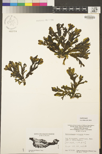 Dictyopteris undulata image