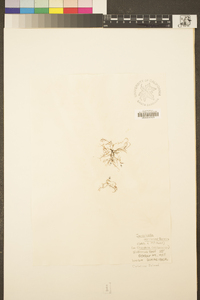 Jantinella verruciformis image