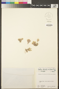 Corallina officinalis image