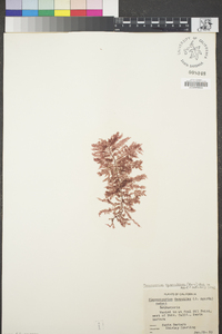 Pleonosporium squarrulosum image