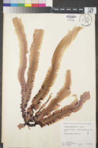 Pyropia lanceolata image