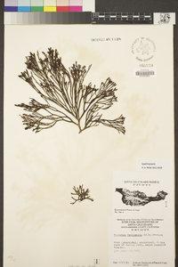 Silvetia compressa image