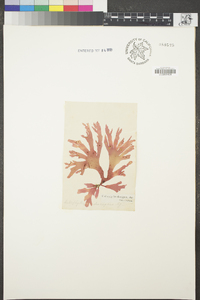 Image of Thamnophyllis discigera