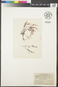 Image of Fushitsunagia catenata
