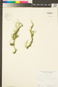 Cladophora sakaii image