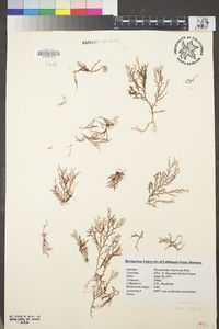 Plocamium oregonum image