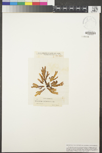 Nitophyllum punctatum image