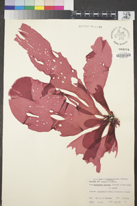 Sparlingia pertusa image