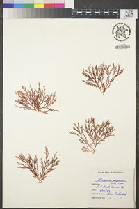 Plocamium oregonum image