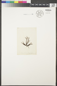 Polysiphonia parasitica f. dendroidea image