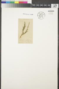 Cladophora scopiformis image