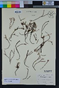 Ahnfeltiopsis concinna image