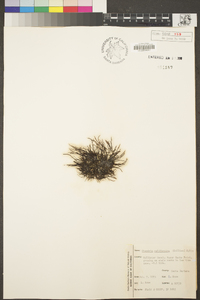 Chondria acrorhizophora image