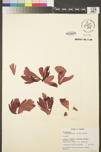 Kallymeniopsis oblongifructa image