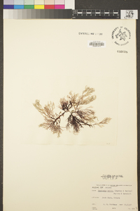 Farlowia mollis image