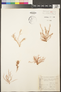 Gloiosiphonia verticillaris image