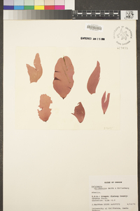 Halymenia californica image