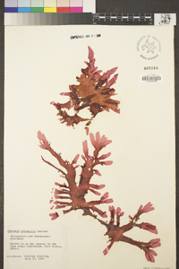 Hymenena setchellii image