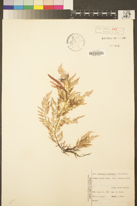 Osmundea splendens image