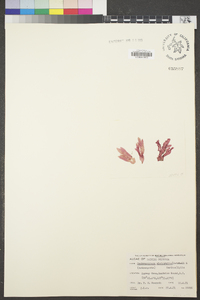 Membranoptera platyphylla image