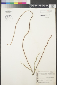 Image of Nemalion elminthoides