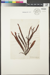 Chondracanthus spinosus image