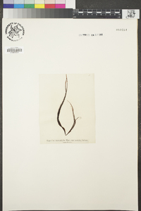 Gigartina microphylla var. horrida image
