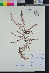 Rhodoptilum plumosum image