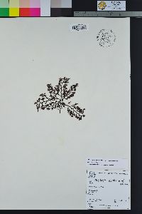 Image of Pterochondria woodii
