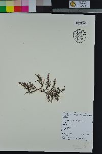 Laurencia distichophylla image