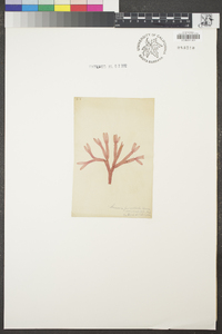 Scinaia undulata image