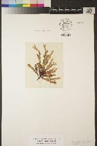Nitophyllum violaceum image