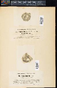 Anabaena catenula var. americana image