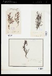 Sargassum bacciferum image