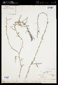 Sargassum patens image