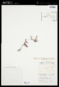 Laurencia paniculata image