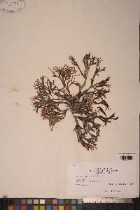 Palmaria callophylloides image