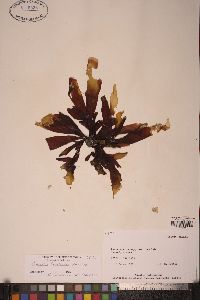 Palmaria hecatensis image