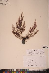 Rhodomela tenuissima image