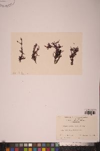 Lithophyllum tumidulum image