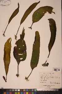 Laminaria longipes image