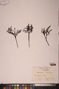 Chondrus pinnulatus image